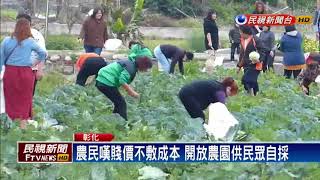 開放自採! 4000顆高麗菜半小時採光光－民視新聞