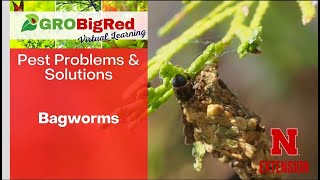 Bagworms: GROBigRed Virtual Learning Series