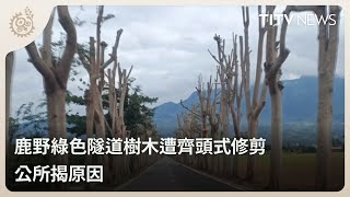 鹿野綠色隧道樹木遭齊頭式修剪 公所揭原因｜每日熱點新聞｜原住民族電視台