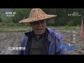 《我爱发明》水田旋风 20200421 cctv农业