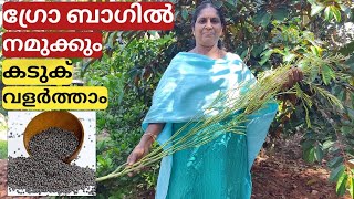 ഗ്രോബാഗിലെ കടുക് കൃഷി | How to grow mustard seed plant on terrace in container or pot