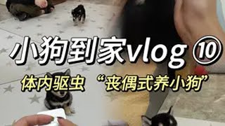 你的伴侣会陪你一起教育小狗吗？ 幼犬到家第一次体内驱虫怎么做？养宠日记科学养宠攻略 情侣养狗 柴犬新手养狗