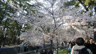 兵庫：夙川公園の桜、2009.04.05