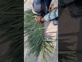 ఈత మట్టల చీపుర్లు ఎలా చేస్తారో చూడండి palm tree leaf broom only 20rs