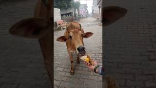 प्यारी बछिया #cow #ytshorts #gaumata #youtubeshorts #trendingshorts #calf #shorts #cristianoronaldo