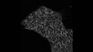 6.6 Lesson 9 Human Skin Cells
