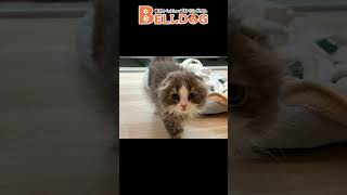 かわいい犬・猫紹介【横浜ペットショップ ベルドック】#shorts #猫動画 #猫のいる暮らし