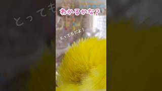 モフモフの正体【クイズ】  #つぼうみちゃんねる #クイズ #budgie #budgerigar #正体 #おしゃべりインコ #セキセイインコ #かわいい #鳥