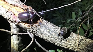 仕事帰りのクワガタチェック！  前回の続き♪