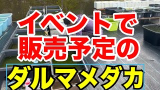 世界メダカ奇行٩( ᐛ )و島根県雲南市笑めだか中編/俺たちメダカ族ドフェス販売予定のメダカ紹介/このダルマメダカもいいね〜