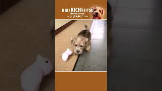 【溶けちゃうくらい可愛い子犬】#shorts #子犬 #ノーフォークテリア #norfolkterrier