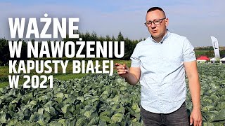 Ważne w nawożeniu kapusty białej w 2021 roku