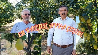 #ayvalik AYVA YETİŞTİRİCİLİĞİ. AYVA ÜRETİMİ. EGE 22 AYVASI. ADEM ERTAŞ'IN AYVA BAHÇESİ. Gördes