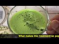 如何制作木瓜叶汁的diy方法.how to prepare papaya leaf juice cara buat pati daun betik untuk demam denggi。