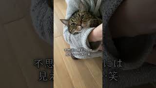 揺れるネコ【アメショのほっけ】 #猫