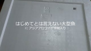 はじめてとは言えない大型魚 #2 アジアアロワナが仲間入り