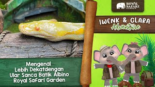 Mengenal Lebih Dekat dengan Ular Sanca Batik Albino Royal Safari Garden