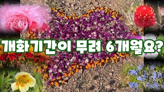 한번 파종으로 평생 매년 알아서 자연발아해 무려 6개월이나 피는 꽃들  | 그 주인공은 바로? | 가장 긴 개화기간을 자랑하는 꽃들