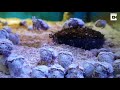 baby cuttlefish look like alien invasion