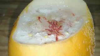 Musk Melon Shake | Fruit Shake | Summer Drinks | Nila's Cooking Time