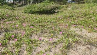 கடற்கரை ஓரத்தில் அழகிய காட்சி |beautiful nature #nature#seashore#flowers