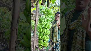 কলা গাছটির কথা কার কার মনে আছে? #banana #farming #farmer #farmlife #agriculture #food #fruit