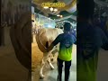 mashallah very big cow cowlovers viralvideo