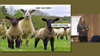 Optimizing Lamb Performance with Lesley Stubbings: Part 4