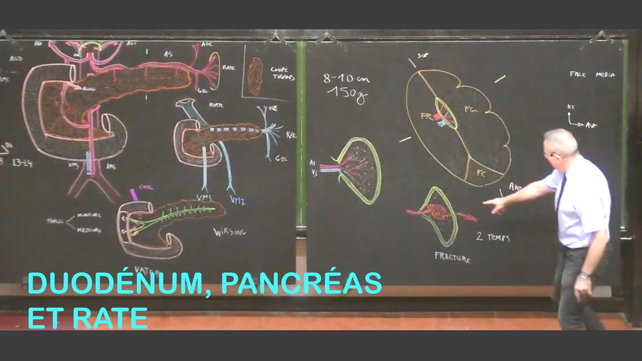 Anatomie Du Duodénum, Pancréas, Et Rate (Abdomen 2) - YouTube