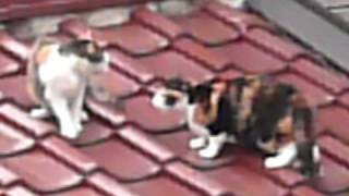 猫バトルcats fight