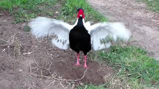 Silver Pheasant display