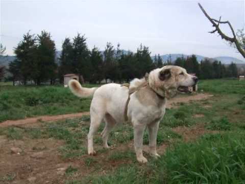 Ала ала на турецком. 40 Дневный щенок кангал. Азербайджан кангал итлери на авито.