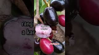 RAHASIA SEHAT DALAM BUAH JAMBLANG.. #shortsviral