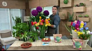 Roberta's 25-Piece Jumbo Darwin Tulip Live Plants on QVC