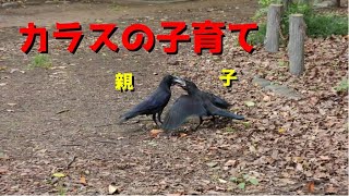 カラスの子育て crow