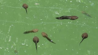 モリアオガエルのオタマジャクシ ①  4K  /  Forest Green Tree Frog tadpoles