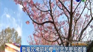 陽明山百花綻放 搶先賞花海