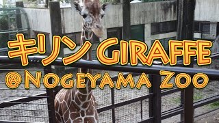 Giraffe @ Nogeyama Zoo in Yokohama キリン@野毛山動物園 #Zoo