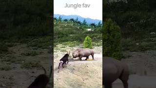 This small-horned deer is fighting with rhinoceros ! 🦏🐐😲😄 #shorts #shortsfeed #deer #animals #viral