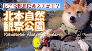 柴犬おーじろう☆自然豊か！ベニマシコが訪れる北本自然観察公園へ Kitamoto Nature Preserve where the long-tailed Rosefinch comes