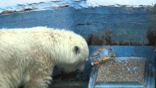 猛暑日に氷をもらったイッちゃん（Шилка）　　天王寺動物園のホッキョクグマ