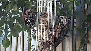 Starlings feeding on the fat ball feeder in the tree, peacefully for a change 😂 #birds #birdvideos