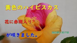 黄色のハイビスカス、花に赤斑入りが咲きました。 2022年11月17日