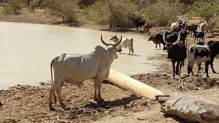 African cow herd drinking  water from the  pond.