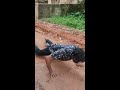 watch till the end🤣🤣🤣... themma themma themmadikkattee...