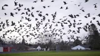 Canada Geese