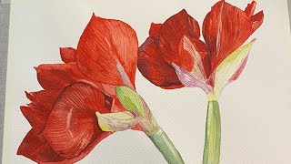 Painting red Amaryllis in watercolor!#watercolorpainting #painting #redflower #redAmaryllis #rohini