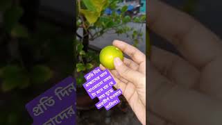 নিজেদের #গাছের #লেবু #বাংলাররান্নাঘর #shortsfeed #shortsvideo #garden #gardeningbangladesh #foryou