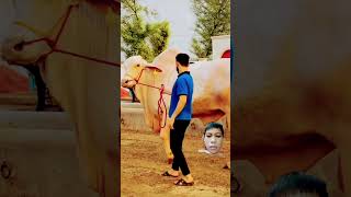 #cow #a #kids nimals #love #comedy