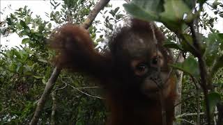 How orphaned orangutan Okto has changed since 2014